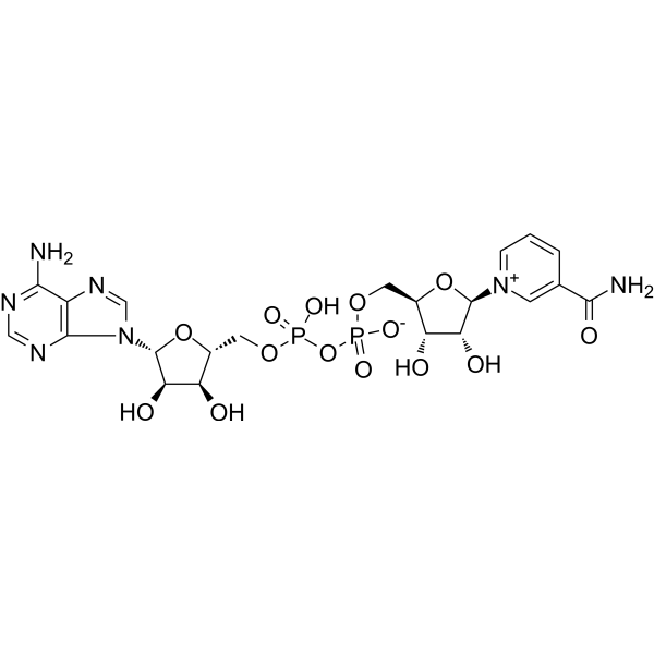 NAD+ 500mg vial - RCpeptides